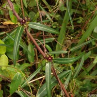 Hemidesmus indicus (L.) R.Br.